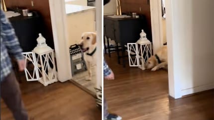 Le chien met une patte dans la maison pour la première fois