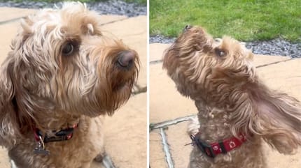 Le chien ne peut pas s'empêcher d'aboyer