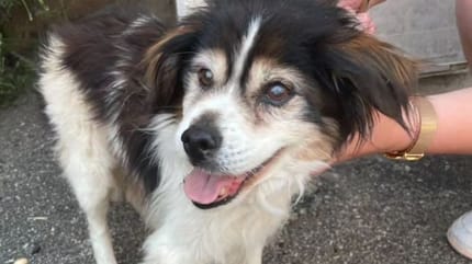 Le chien qui a été jeté sous un bus