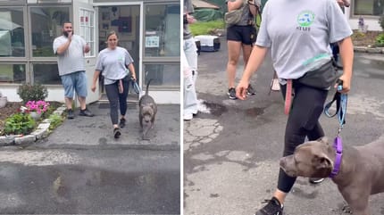 Der Hund verlässt das Tierheim