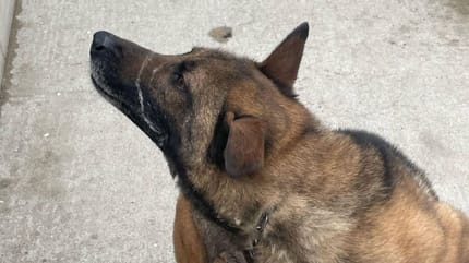 Le chien retiré par les policiers