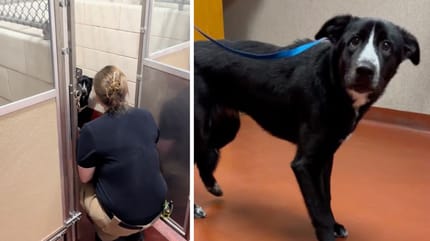 Le chien terrifié au refuge