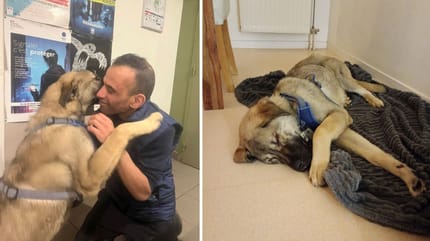 Le chiot Berger d'Anatolie et l'enquêteur Abdel Boudjemaa