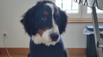 Der Berner Sennenhund-Welpe, der beinahe gestorben wäre
