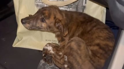 Le chiot Diesel