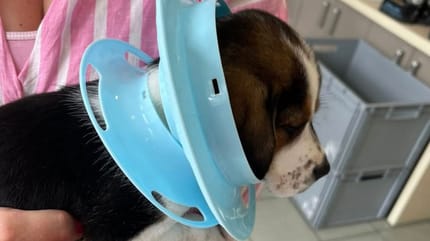 Der Welpe bei seiner Ankunft in der Klinik