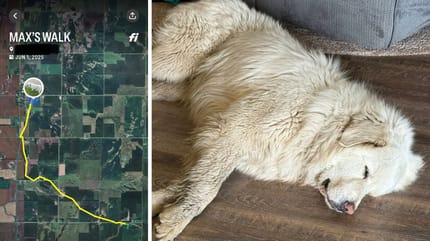 Le tracé GPS du chien