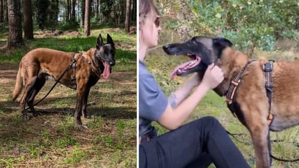 Léo, chien Malinois à adopter