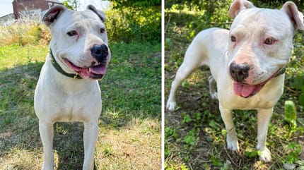 Léone, chienne Dogue Argentin à adopter
