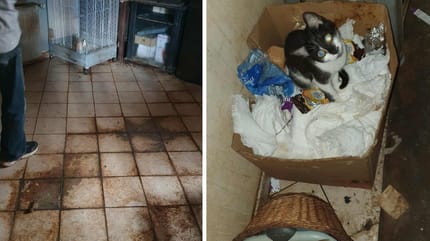 Les animaux dans un logement insalubre