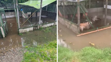 Les box pour chiens sont inondés