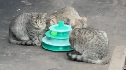 Les chatons autour du jouet