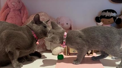 Les chatons de Khloé Kardashian
