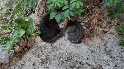 Les chatons qui ont été jetés dans un box pour chiens