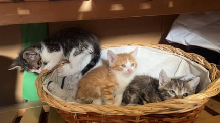 Les chatons qui ont été trouvés dans un carton