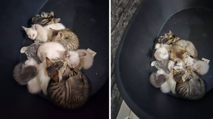 Les chatons trouvés