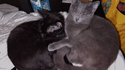 Les chats qui étaient enfermés dans un carton