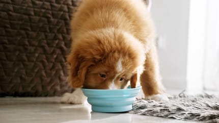 les croquettes pour chiots un aliment indispensable