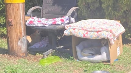 Les deux Chihuahuas à la rue