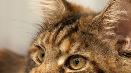 Les yeux d'un Maine Coon brown tabby