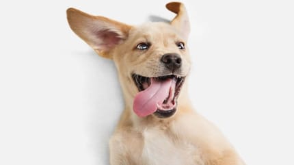 leuke hond
