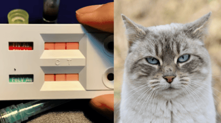 Leukose bei Katzen: Bluttest für Katzenleukämie