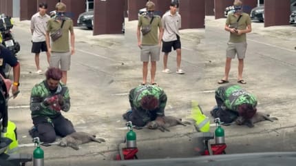 Lieferfahrer mit Herzmassage bei Katze