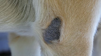Liegeschwielen beim Hund