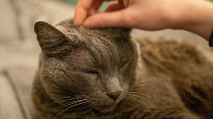 lieve kattennamen