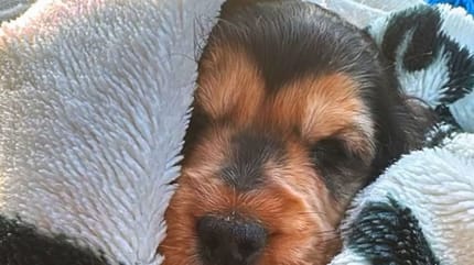 Lilly the dog
