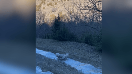 Little white dog sliding down an slope