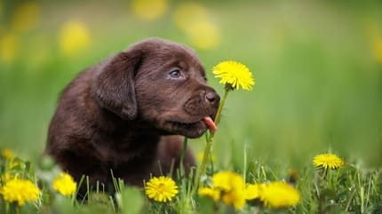 Mag een hond paardenbloem eten?