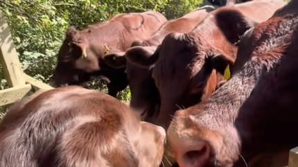 Lolo the dog and some cows