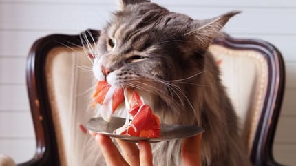 Los gatos pueden comer jamón serrano