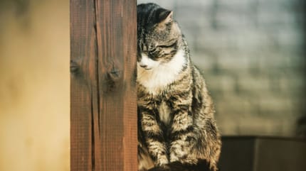 Los gatos se despiden antes de morir