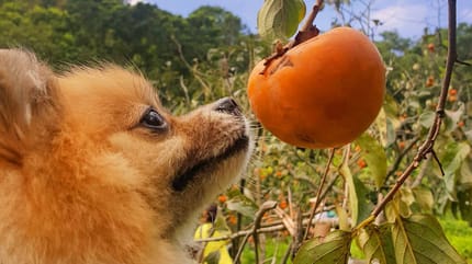 los perros pueden comer caquis