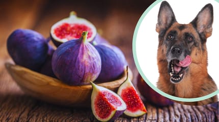 ¿Los perros pueden comer higos?