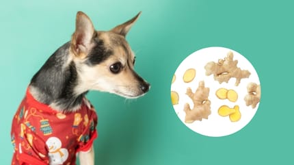 Los perros pueden comer jengibre
