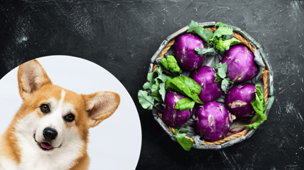 Los perros pueden comer remolacha