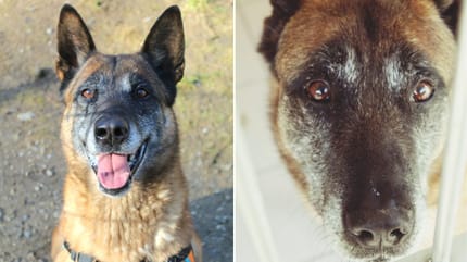 Lucky, Malinois-Rüde