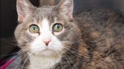 Lucy, gatta abbandonata