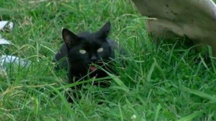chat noir luna