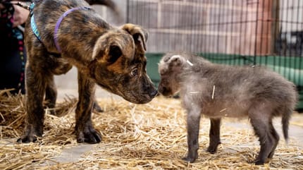 Mähnenwolf Amora und Hunde-Welpe Slinky