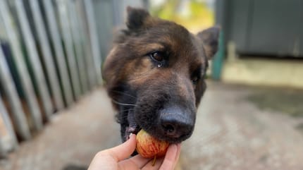Mag een hond appel met schil eten?