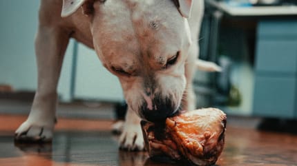 Mag een hond biefstuk eten?