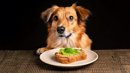 Mag een hond brood met leverpastei?