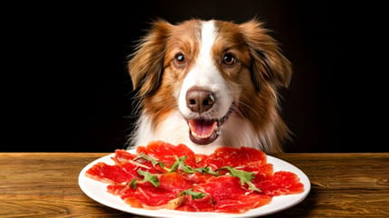 Mag een hond carpaccio?