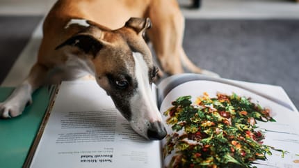 Mag een hond ijsbergsla eten?