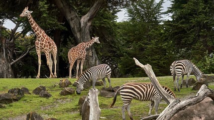 Mag een hond mee naar de dierentuin