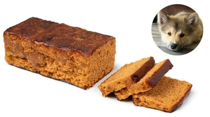 Mag een hond ontbijtkoek eten?